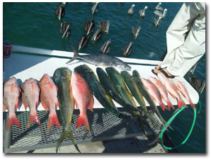 Offshore Party Boat Fishing in Florida