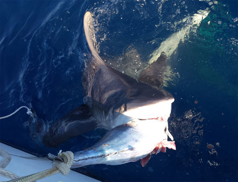 Shark Fishing - Jupiter Charter Fishing